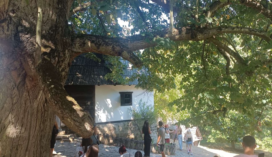 Фотографија бр. 6